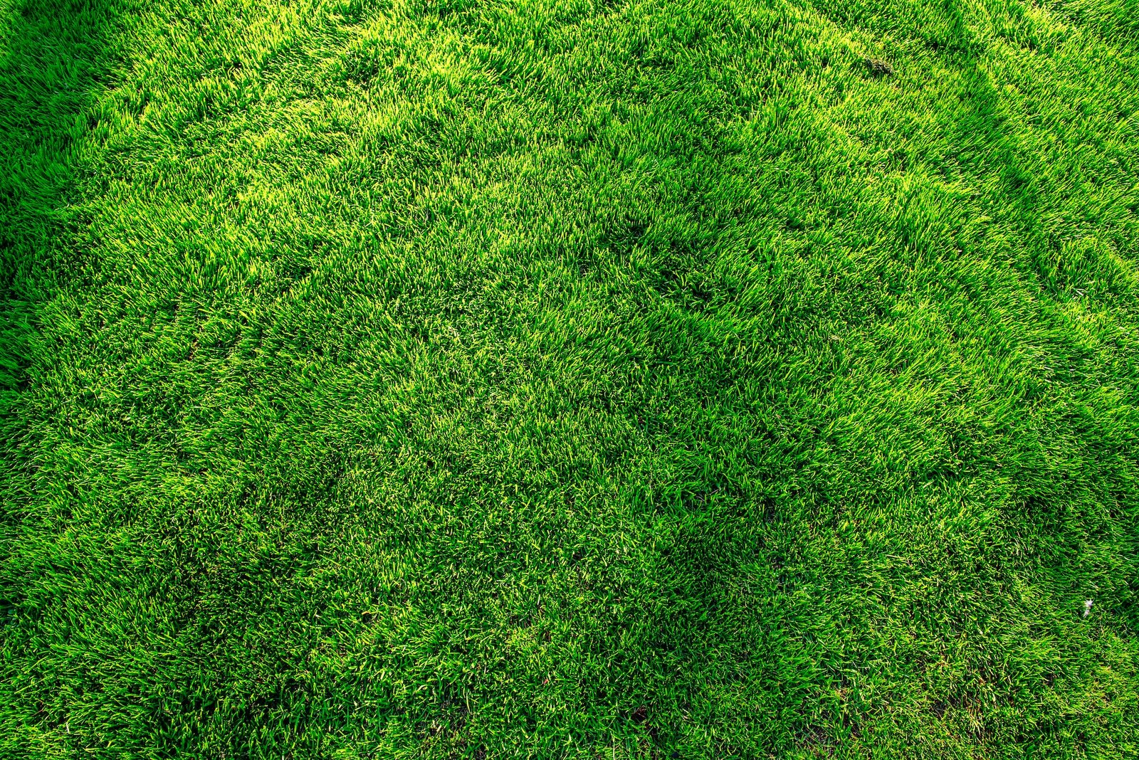 Read more about the article Aeration & Overseeding: Revitalize Your Lawn for a Lush and Healthy Landscape