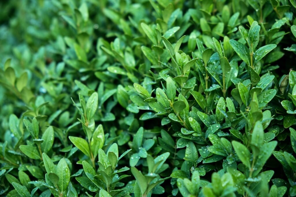 Evergreen shrub leaves. Drops after rain