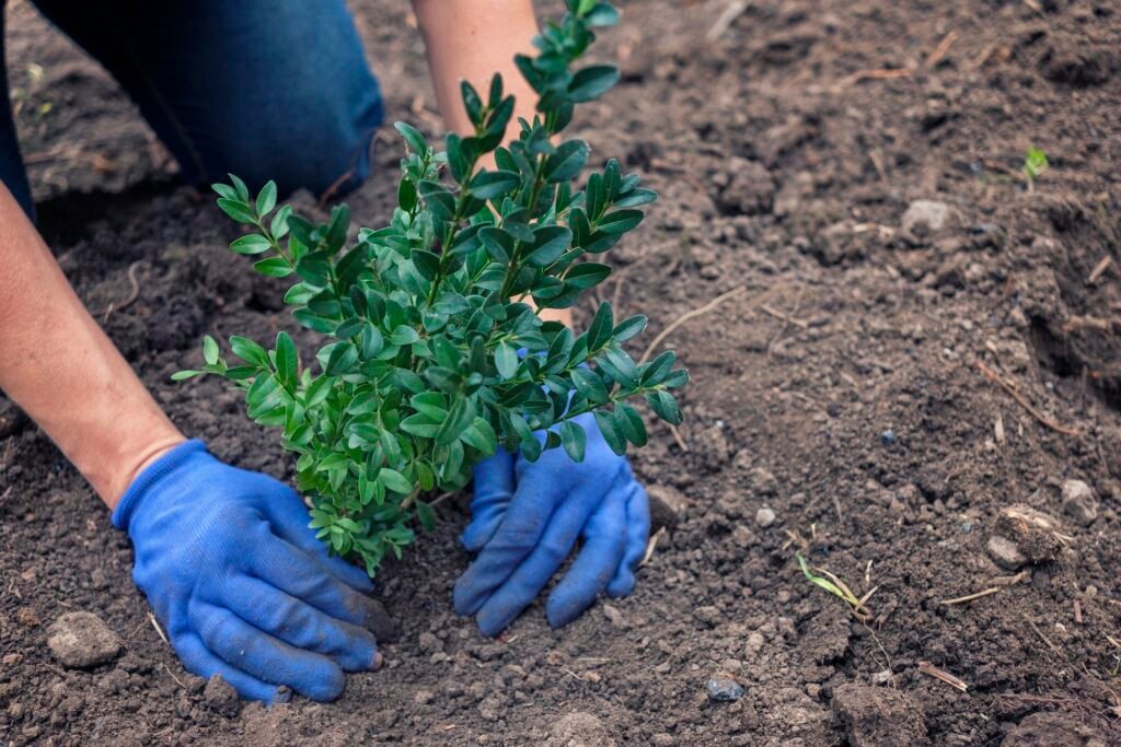Gardener planting a shrub in a garden