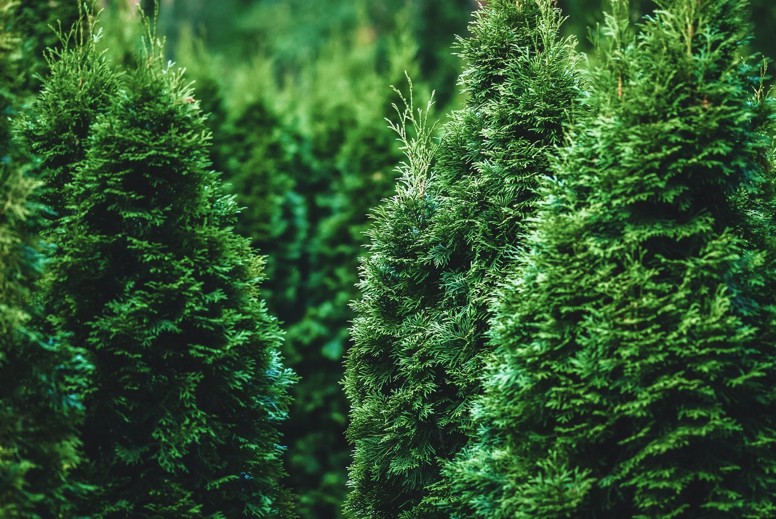 Read more about the article Best 7 Trees For Privacy To Grow In Maine​