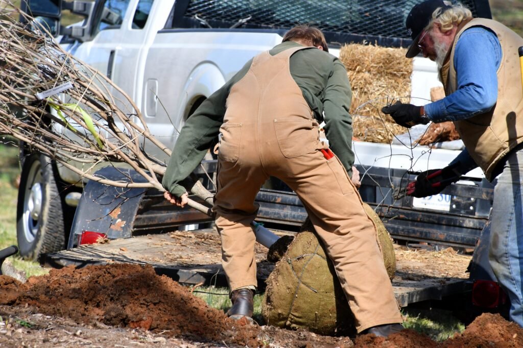 Two men doing landscape work planting a tree at the park - landscaping